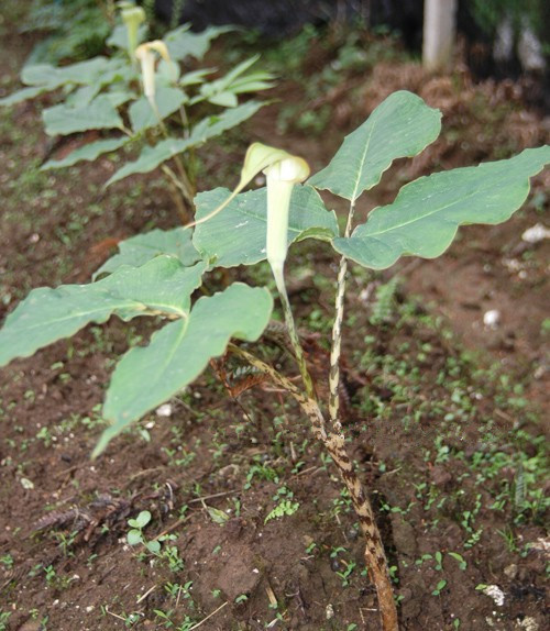 城口南星 (植物)