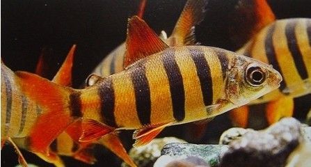 distichodussexfasciatus,又名六間魚,短鼻魚,皇冠六間,麗魚科復齒