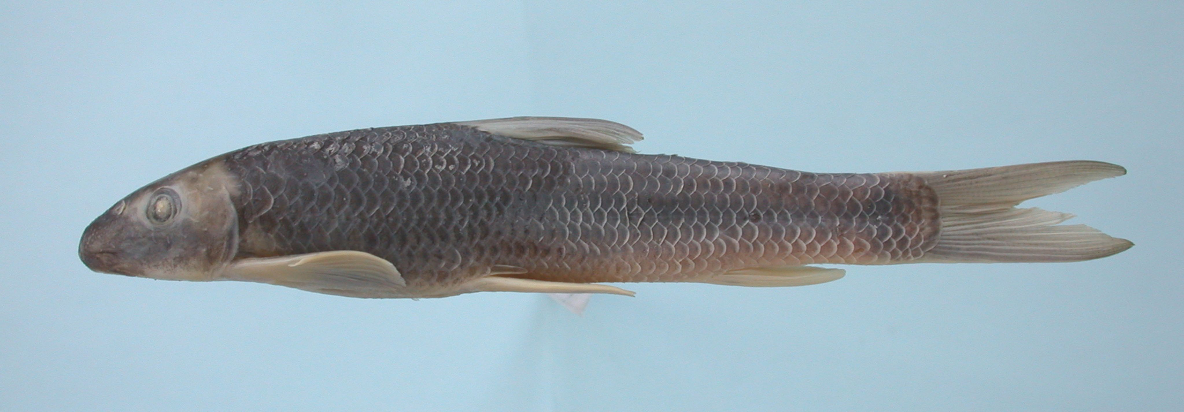 小头奈沙丽鱼 (其他生物相关)