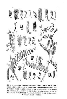 阿尔泰野豌豆植物