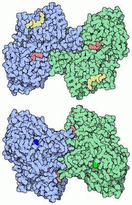 糖原合成酶分子生物學