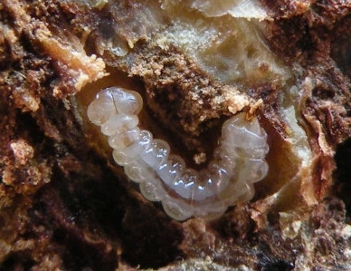 合欢吉丁虫(其他生物相关)_技点百科