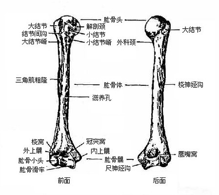 肱骨长