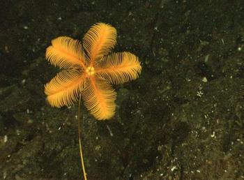 海百合其他生物相关