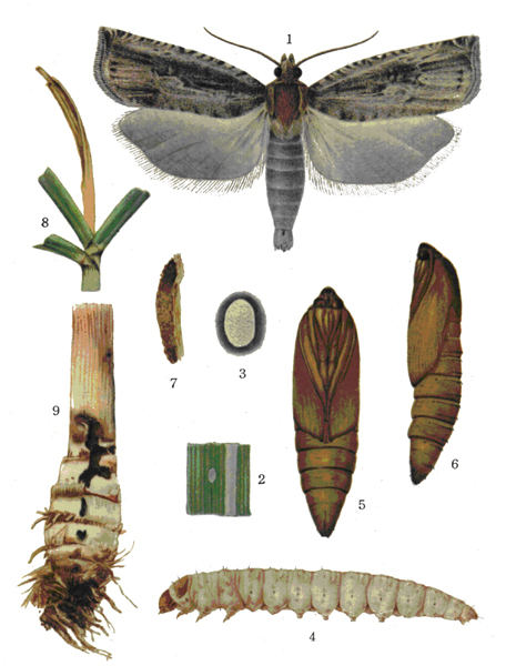 甘蔗黄螟(动物)