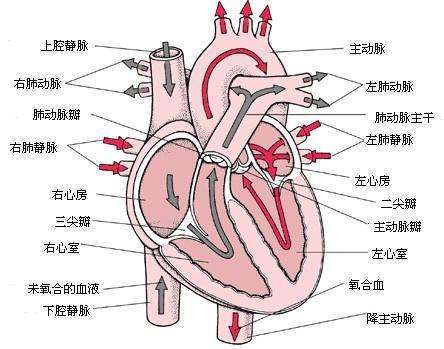 动脉瓣在哪里示意图图片