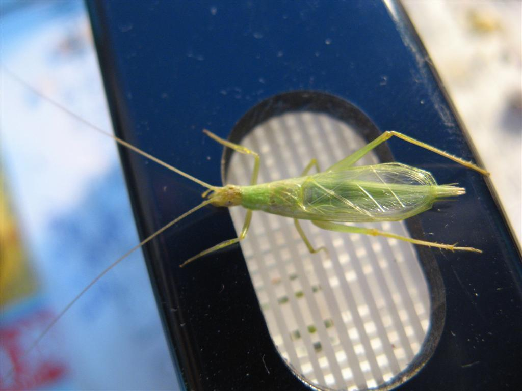竹铃(动物)竹蛉又叫青竹铃,学名中华树蟋,淡绿色