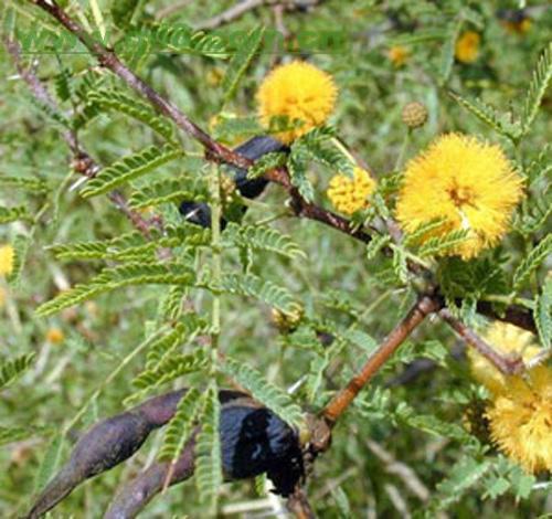 wattle(外语)wattle金合欢,含羞草科,合欢属,近年较多引种的是银荆和