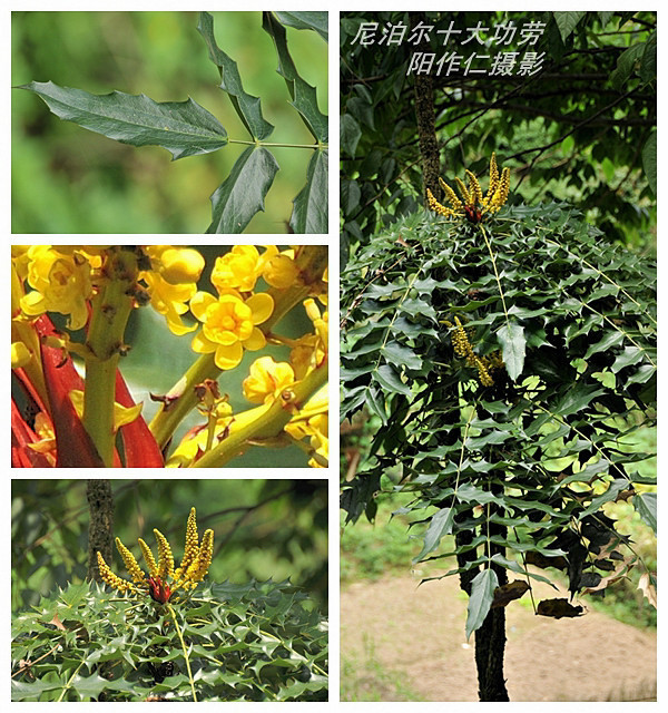 是小檗科十大功劳属常绿灌木或小乔木,高可达2米