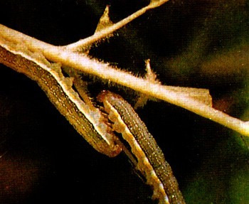 红棕灰夜蛾(动物)