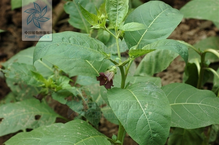 顛茄屬 (植物)