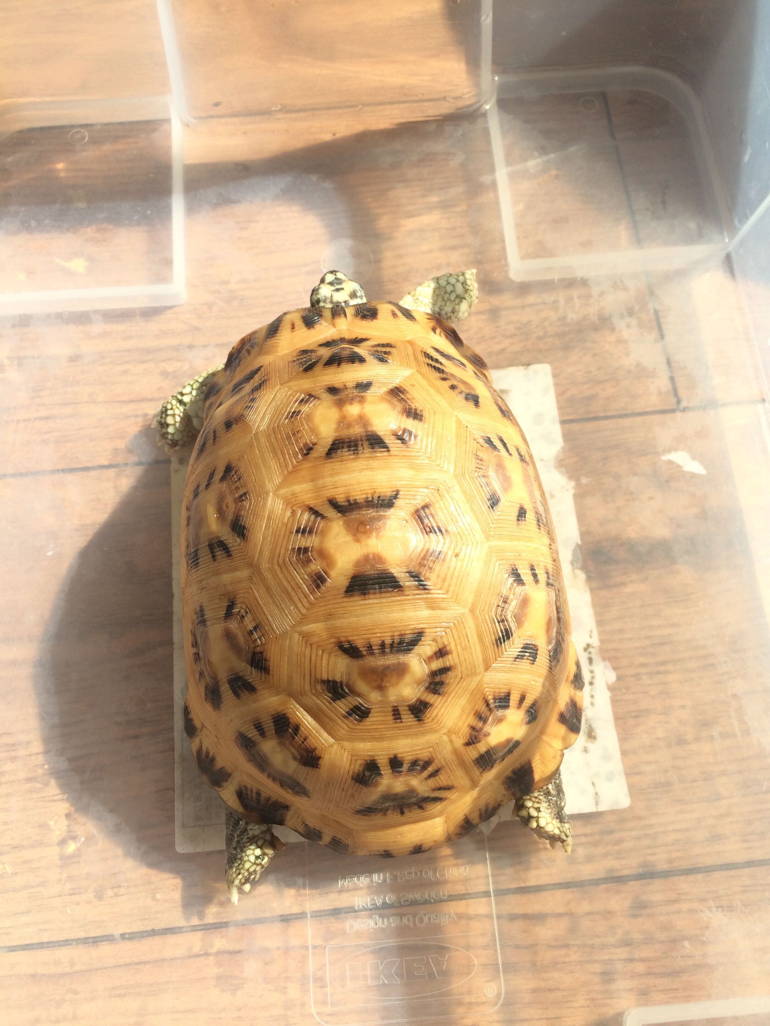 特点在于它是陆龟中这是唯一一种胸甲有关节可以折合的种类.