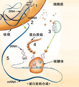 (dna)轉錄得到的信使核糖核酸(mrna)上的遺傳信息合成蛋白質的過程