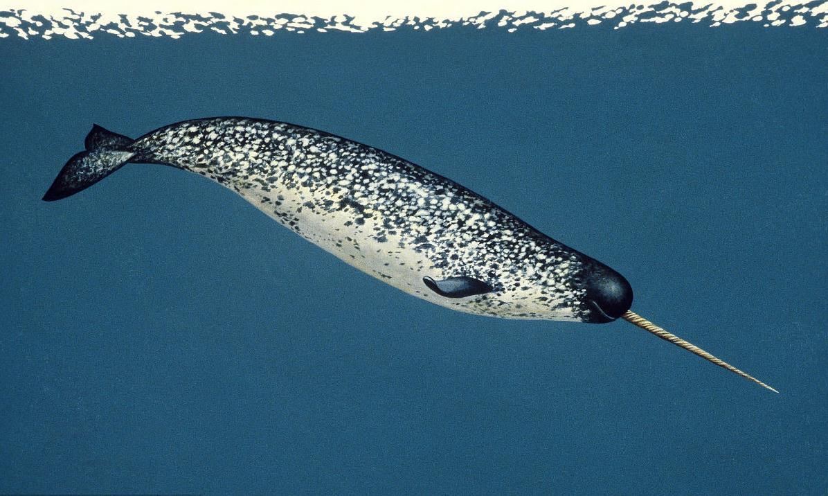 一角鲸(动物)一角鲸(学名:monodon monoceros)体长