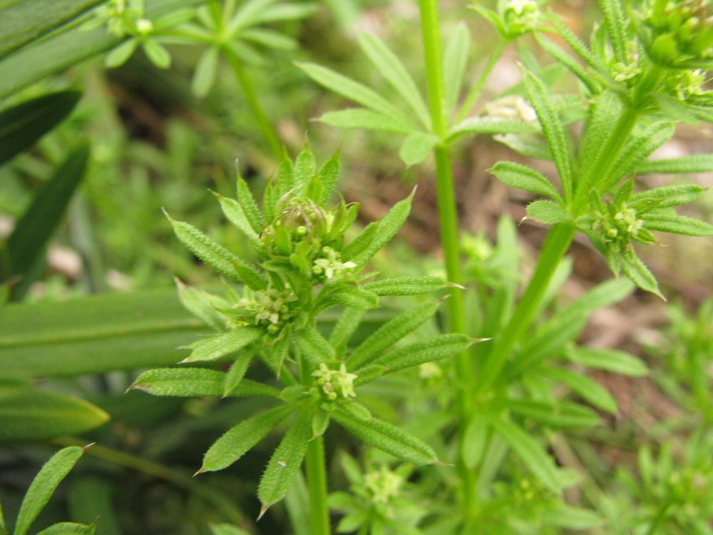关山猪殃殃 (植物)