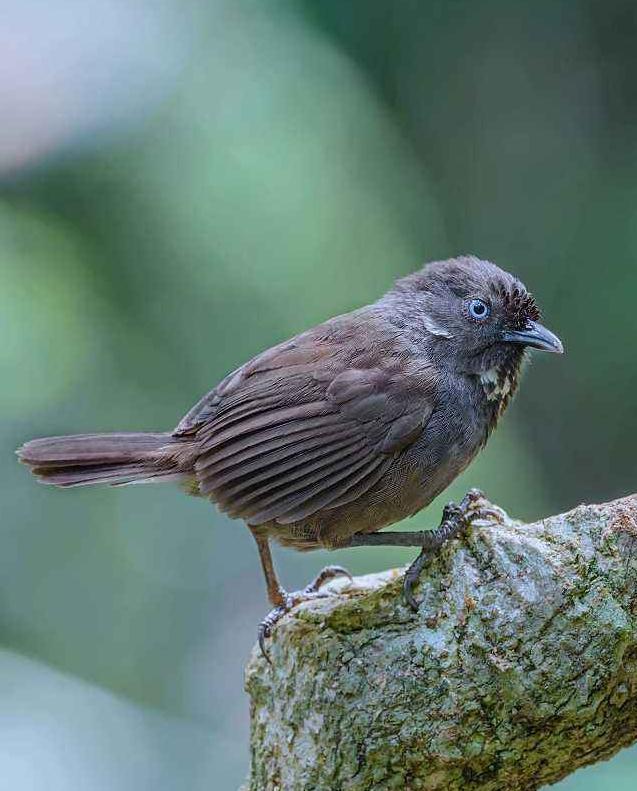 弄岗穗鹛 (动物)