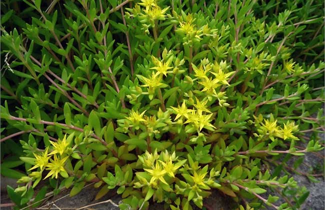 垂盆草 (植物)
