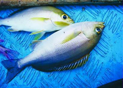 油鱼(动物)油鱼是棘鳞蛇鲭和异鳞蛇鲭的通称,俗称:泉水鱼,别称包括"圆