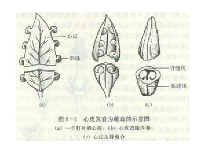 雌蕊的三个组成部分即子房,花柱,柱头都是由心皮所构成的