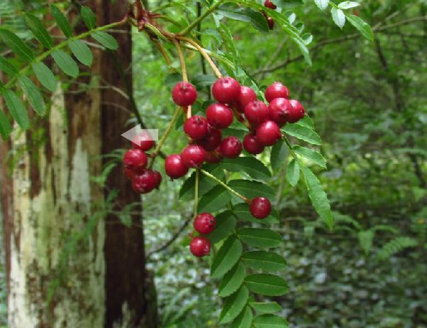 川滇花楸(植物)