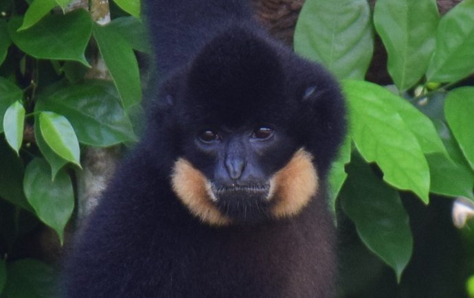 红颊长臂猿 (动物)