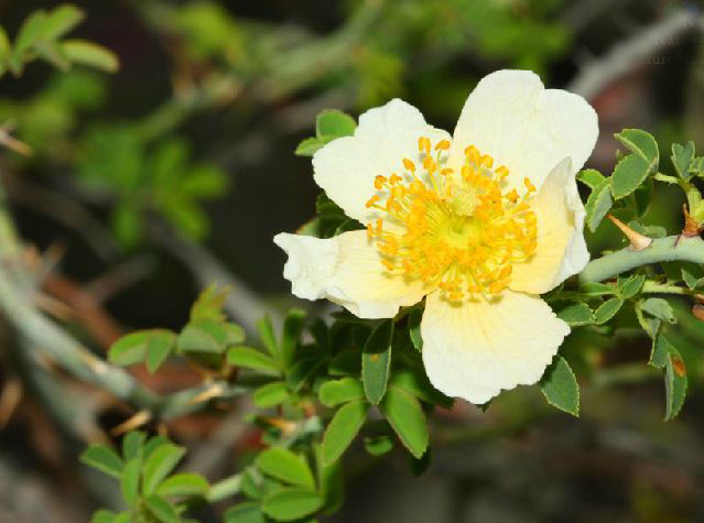 小叶川滇蔷薇 (植物)