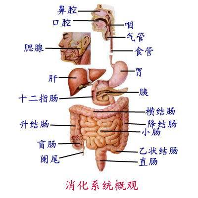 消化道(疾病)