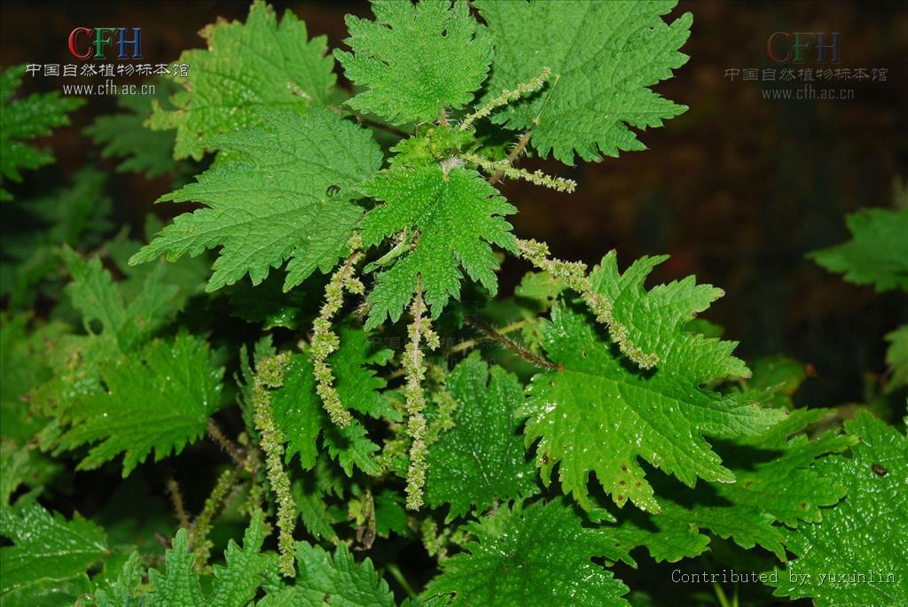 青活麻(植物)青活麻,别名活麻,荨麻,火麻,老虎麻.