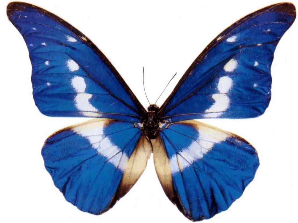 大太阳闪蝶其他生物相关