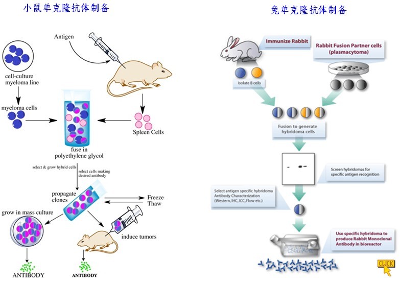 单克隆抗体技术 (其他生物学相关)