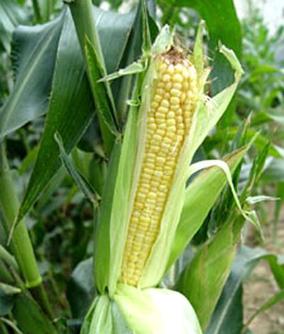 京科968(植物)京科968是北京市农林科学院玉米研究中心,以自选系京724