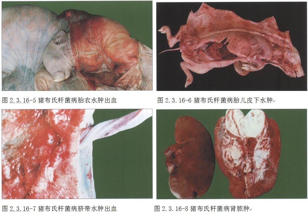 羊腹部水肿的症状图片图片