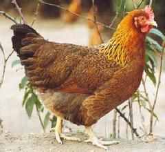 罗斯褐壳蛋鸡动物