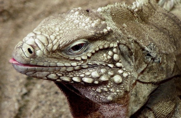 古巴鬣蜥寿命图片