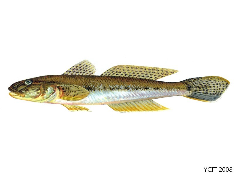 黄鳍刺鰕虎鱼 (动物)