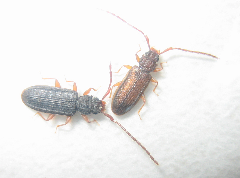 扁甲(动物)_技点百科