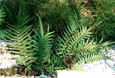 小凤尾草(中医学与中药学)小凤尾草,北京铁角蕨,asplenium pekinense