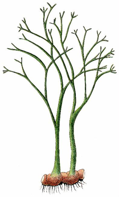 4亿年前的志留纪晚期(或谓早泥盆世)地层中出现,是最初的高等植物代表