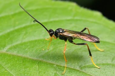 齿瘦姬蜂(动物)
