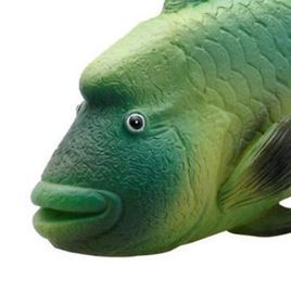 纹唇鱼 (其他生物相关)