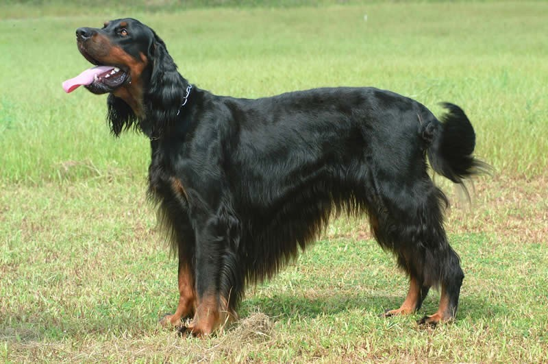 猎犬(动物)戈登长毛猎犬是长毛猎犬中最强壮,最笨重以及最迟缓的品种