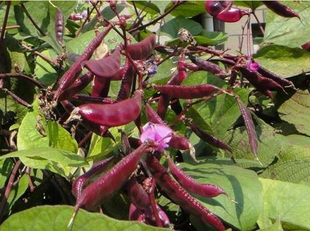 紫扁豆(植物)紫扁豆,豆科植物,多年生或一年生缠绕藤