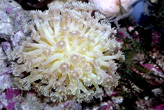 宝石刺孔珊瑚 (其他生物相关)