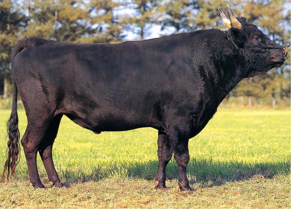 比利时蓝牛：被改造的“畸形”产物，一天能长3斤肉，我国却少见_肉牛_养殖_肌肉