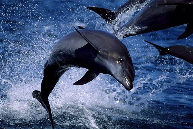 状鼻海豚图片