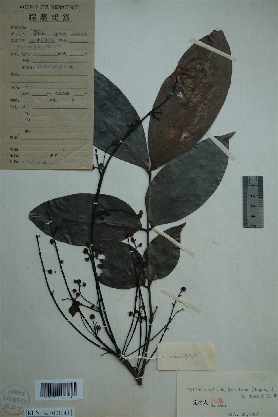 显脉棋子豆 (植物)