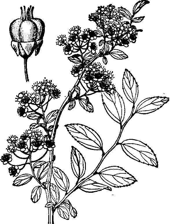 曲萼绣线菊 (植物)