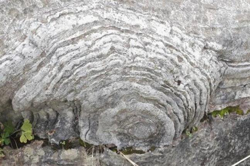 叠层石 (其他生物学相关)