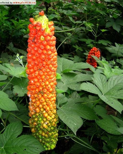 东川魔芋(其他生物相关)