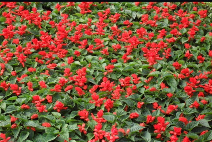 草花其他文化相关